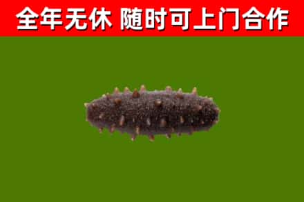 澧市回收海参干